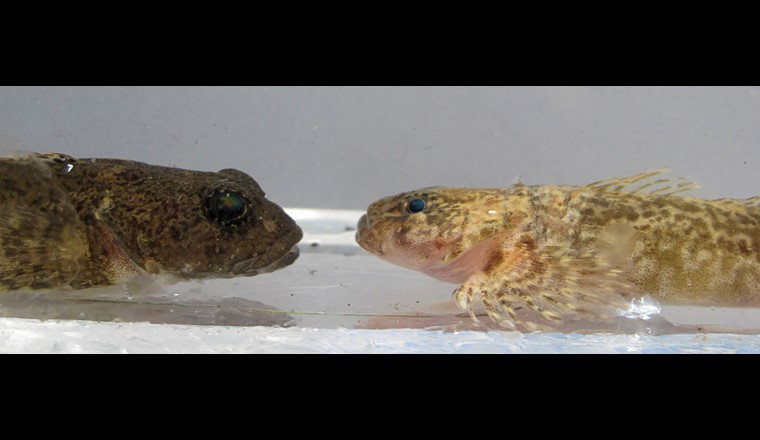 Zwei endemische Seengroppen aus dem Thunersee: Die litorale Aare-Seen Groppe (dunkel mit grossen hervorstehenden Augen) ist in den Seen des Aare-Systems endemisch, die profundale Thunersee Tiefseegroppe ist im Thunersee endemisch. (Foto: ©Ole Seehausen)