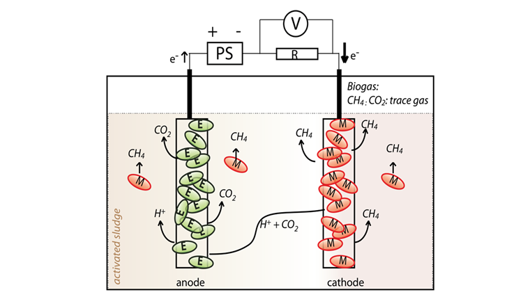 Fig. 4 Schéma de fonctionnement de la cellule d’électrolyse microbienne: deux électrodes sont introduites dans les boues d’épuration, entre lesquelles un champ électrique est créé par l’application d’une tension. La lettre M désigne les micro-organismes producteurs de méthane qui se fixent sur la cathode. L’anode contient d’autres micro-organismes qui émettent des électrons. La production de méthane (méthanogenèse) est le résultat d’un processus de transformation chimique en plusieurs étapes qui n’a pas encore été élucidé en détail. (Graphique: rapport final de l’OFEN)