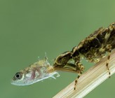Aquatisches Nahrungsnetz: Libellen-Nymphe (Epiprocta-Art) frisst einen dreistachligen Stichling (Gasterosteus aculeatus). (Bild: ©Ernie Cooper, Shutterstock)