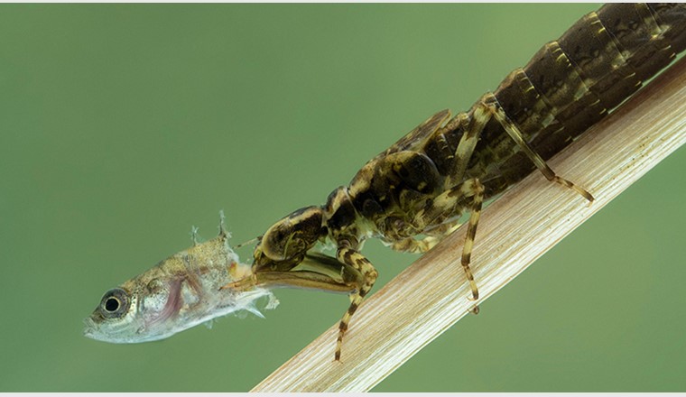 Réseau trophique aquatique : nymphe de libellule (espèce Epiprocta) mangeant un épinoche à trois épines (Gasterosteus aculeatus). (Image: ©Ernie Cooper, Shutterstock)