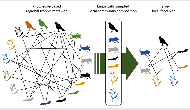 Schéma du réseau trophique: Le réseau trophique d’une communauté d’espèces observée localement peut être déduit à partir des relations de prédation scientifiquement connues entre différentes espèces. (Graphique: ©Eawag)