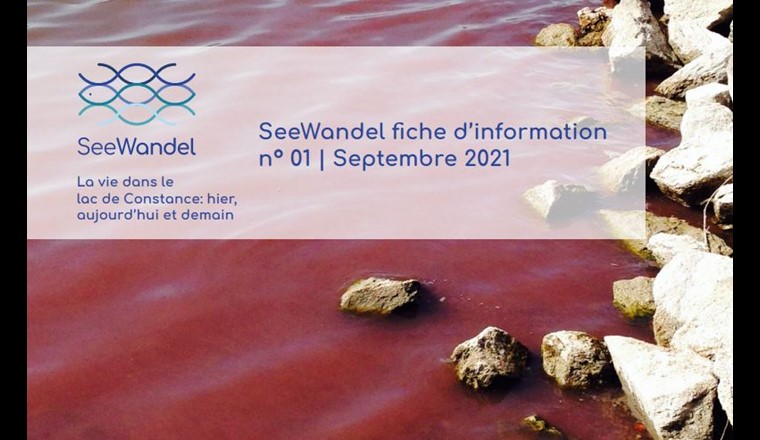 En 2016, une prolifération massive de l'algue sanguine de Bourgogne (Planktothrix rubescens) s'est produite pour la première fois dans le lac de Constance. (Image: © seewandel.org)