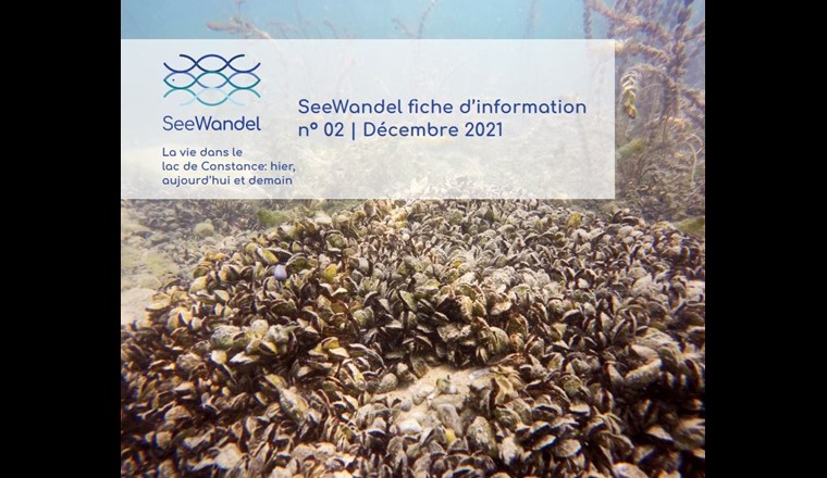 En un temps record, la nouvelle moule quagga exotique a colonisé le lac de Constance et a fait reculer la moule zébrée exotique. (Image: © seewandel.org)