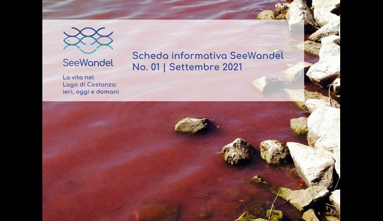 Nel 2016, per la prima volta, si è verificata una proliferazione di massa dell'alga rossa (Planktothrix rubescens) nel Lago di Costanza. (Immagine: ©seewandel.org)