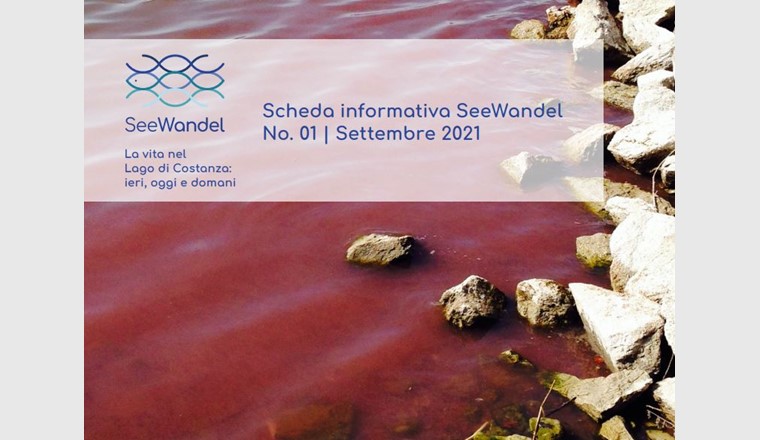 Nel 2016, per la prima volta, si è verificata una proliferazione di massa dell'alga rossa (Planktothrix rubescens) nel Lago di Costanza. (Immagine: ©seewandel.org)