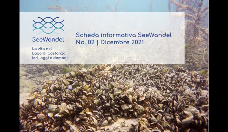 La cozza quagga, specie alloctona importata di recente, si è diffusa nel lago di Costanza respingendo la cozza zebrata, anch’essa alloctona. (Immagine: ©seewandel.org)