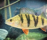 Fisch des Jahres 2023: In Deutschland hat der Flussbarsch das Rennen gemacht. (© DAFV, O. Lindner) Fisch des Jahres 2023: In Deutschland hat der Flussbarsch das Rennen gemacht. (© DAFV, O. Lindner)