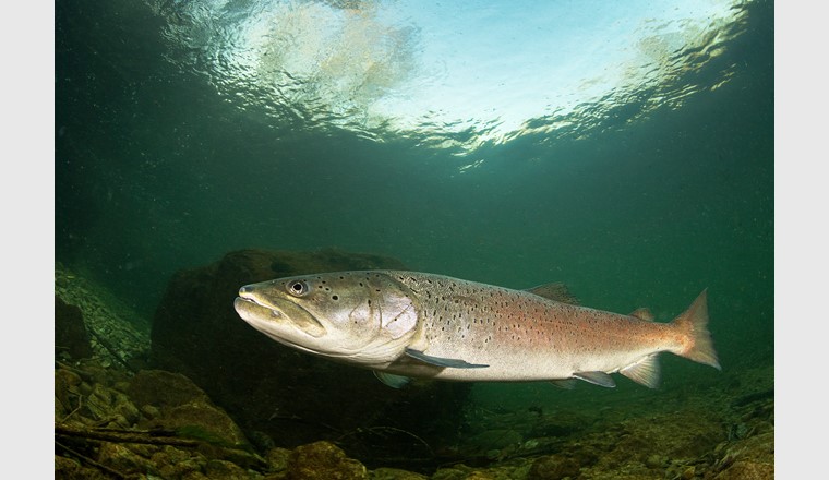 Der Huchen, auch Donaulachs genannt, ist Fisch des Jahres 2023 in Österreich. (© AdobeStock)