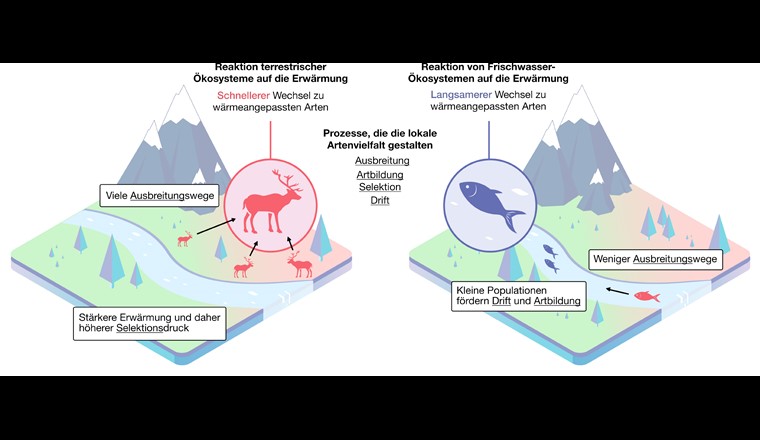 Illustration: la nouvelle approche intégrative semble indiquer que les écosystèmes terrestres sont plus touchés par le réchauffement climatique que les écosystèmes aquatiques. (Image: ©Eawag)