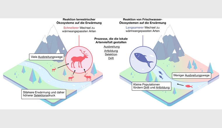Illustration: la nouvelle approche intégrative semble indiquer que les écosystèmes terrestres sont plus touchés par le réchauffement climatique que les écosystèmes aquatiques. (Image: ©Eawag)