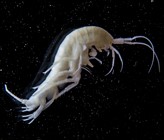 Flohkrebse (Amphipoden) sind häufige Bewohner des Grundwassers. Da sie in einem dunklen Lebensraum leben, besitzen sind keine Pigmente. (Foto: ©Eawag)