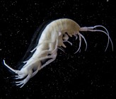 Flohkrebse (Amphipoden) sind häufige Bewohner des Grundwassers. Da sie in einem dunklen Lebensraum leben, besitzen sind keine Pigmente. (Foto: ©Eawag) Flohkrebse (Amphipoden) sind häufige Bewohner des Grundwassers. Da sie in einem dunklen Lebensraum leben, besitzen sind keine Pigmente. (Foto: ©Eawag)