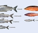 Diese sieben Felchen wurden erstmals als eigene Arten beschrieben, darunter das «Albeli» aus dem Vierwaldstättersee, das neu den Namen Coregonus muelleri trägt als Erinnerung an den Felchen-Experten Rudolf Müller. (Bild: ©Eawag) Diese sieben Felchen wurden erstmals als eigene Arten beschrieben, darunter das «Albeli» aus dem Vierwaldstättersee, das neu den Namen Coregonus muelleri trägt als Erinnerung an den Felchen-Experten Rudolf Müller. (Bild: ©Eawag)
