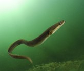 Aal im Stechlinsee. Die Artenvielfalt in Binnengewässern ist für uns Menschen in vielerlei Hinsicht wichtig. (Bild: ©Solvin Zankl) Aal im Stechlinsee. Die Artenvielfalt in Binnengewässern ist für uns Menschen in vielerlei Hinsicht wichtig. (Bild: ©Solvin Zankl)
