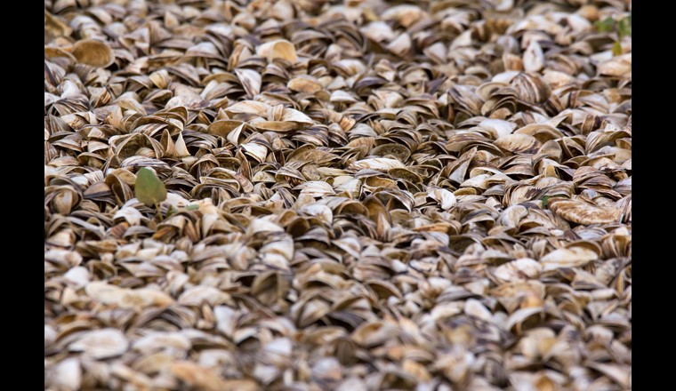 Depuis qu’elle a été détectée pour la première fois en Suisse, dans le Rhin près de Bâle, en 2014, la moule quagga s’est propagée très rapidement en Suisse. Elle a déjà été trouvée dans les lacs suivants: lac Léman, lac de Constance, lac de Neuchâtel, lac de Bienne, lac Hongrin et lac de Morat. Le service de l'eau de la ville de Lausanne s'adapte à la présence de cette moule qui affecte les prélèvements d'eau dans le lac et les installations de traitement de l'eau. (Photo: ©Adobe Stock)