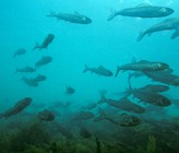 Die Äsche (Thymallus thymallus) ist durch die Klimaerwärmung bedroht. Der Gefährdungsstatus variiert je nach Population von «verletzlich» über «stark gefährdet» bis zu «vom Aussterben bedroht» (Bild: ©Michel Roggo). Die Äsche (Thymallus thymallus) ist durch die Klimaerwärmung bedroht. Der Gefährdungsstatus variiert je nach Population von «verletzlich» über «stark gefährdet» bis zu «vom Aussterben bedroht» (Bild: ©Michel Roggo).