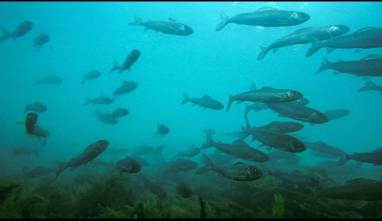 Die Äsche (Thymallus thymallus) ist durch die Klimaerwärmung bedroht. Der Gefährdungsstatus variiert je nach Population von «verletzlich» über «stark gefährdet» bis zu «vom Aussterben bedroht» (Bild: ©Michel Roggo).