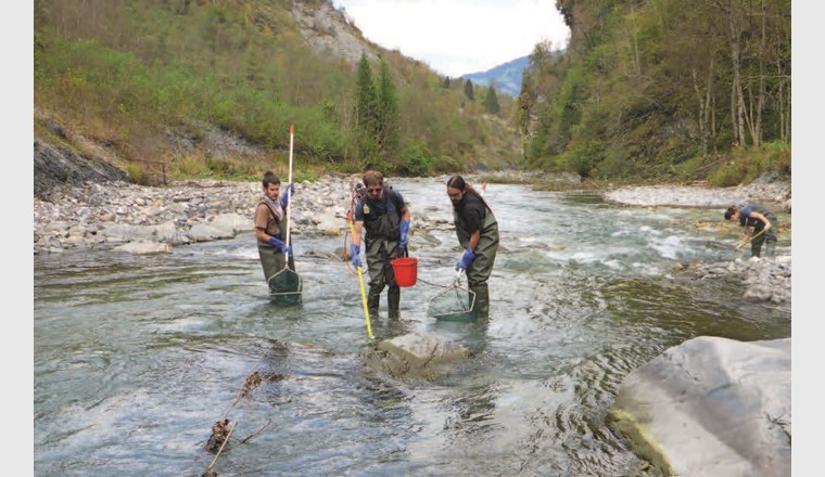 Dans le cadre de Progetto Fiumi, la biodiversité des poissons dans les cours d'eau suisses a été étudiée. Sur la photo, on peut voir une pêche expérimentale à l'électricité qualitative sans filet-barrage dans la Glogn.
