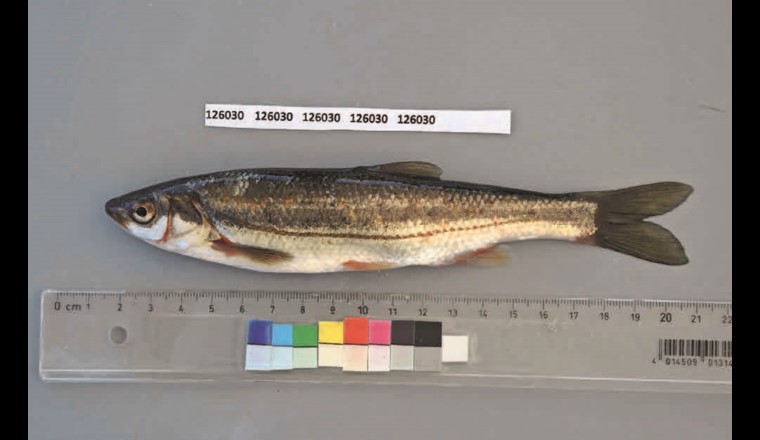 Fig. 3a Standardfoto eines Strömers (Telestes sp.) aus der Allaine.