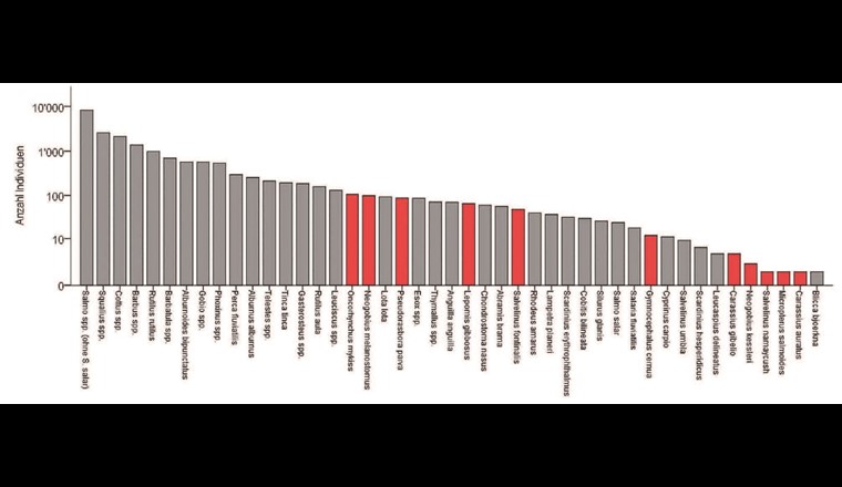 Fig. 4 Anzahl der gefangenen Fische der unterschiedlichen Arten und Artengruppen. Die y-Achse ist logarithmisch skaliert. Gattungen, in denen es Unsicherheiten bei der Artbestimmung gibt, sind mit «spp.» bezeichnet und nur einmal aufgeführt, obwohl mehrere Arten gefangen wurden. «Salmo spp.» z. B. (ohne S. salar) ist meistens Salmo trutta, beinhaltet aber auch ein paar Exemplare der seltenen und stark bedrohten Arten Salmo rhodanensis, S. marmorata, S. cenerinus und S. labrax. Neozoen sind rot markiert.
