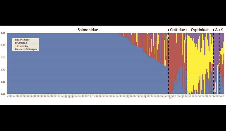 Fig. 6 Fischgemeinschaftszusammensetzung pro Standort. X-Achse: Jeder Balken ist ein Standort. Y-Achse: relative Abundanz. Bei einer relativen Abundanz von 100–40% (1–0,4 in der Y-Achse) einer Familie sind die Standorte zusammen gruppiert (A: Andere Familien dominieren die Artzusammensetzung mit mehr als 40% relativer Häufigkeit; K: Keine Familie dominiert mit relativer Häufigkeit >40%).