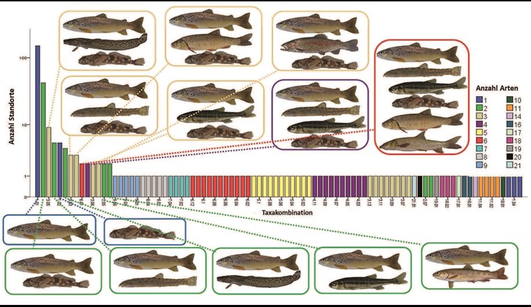 Fig. 7 Häufigkeit verschiedener Fischartengemeinschaften in den «Progetto Fiumi»-Daten. 88 verschiedene Artenkombinationen wurden festgestellt, von denen 14 (farbig umrahmte Boxen) an mehreren Standorten vorkamen. Da die Gattungen Salmo, Phoxinus, Barbatula und Cottus jeweils von mehr als einer Art vertreten sein können, von denen manchmal zwei oder drei am selben Standort vorkommen können, ist die tatsächliche Anzahl von verschiedenen Artengemeinschaften noch grösser als hier dargestellt. Die y-Achse verläuft auf einer logarithmischen Skala.