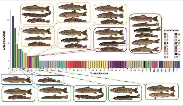 Fig,. 7 Fréquence des différentes communautés piscicoles dans les données du Progetto Fiumi. 88 combinaisons d'espèces différentes ont été enregistrées, dont 14 (encadrés de couleur) sur plusieurs sites. Étant donné que les genres Salmo, Phoxinus, Barbatula et Cottus peuvent être représentés par plusieurs espèces, dont deux ou trois peuvent être présentes au même endroit, le nombre réel de communautés différentes est sans doute encore plus élevé que ce qui est indiqué ici. L'axe des y est à l'échelle logarithmique.