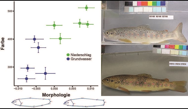 Fig. 11 Phänotypische Unterschiede bei Forellen im Vierwaldstätterseeeinzugsgebiet (X-Achse: Morphologie; Y-Achse: Farbe) in Abhängigkeit vom Gewässertyp. Je höher der Farbwert, desto heller ist der Fisch. Die Punkte zeigen das Mittel eines Probenahmestandorts +/– Standard-
abweichung. Rechts unten: Forelle aus einem Grundwasserbach (Grundwasser). Rechts oben: Forelle aus einem Oberflächenwasserbach (Niederschlag).