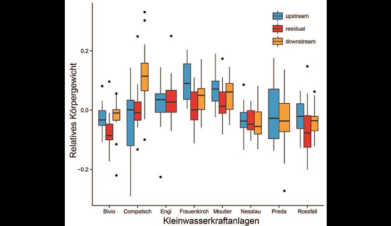 Fig. 14b  Probenahmestandorte an den Kleinwasserkraftanlagen: oberhalb Wehr = Blau, Restwasserstrecke = Rot, unterhalb Wasserrückgabe = Orange; unten: relatives Körpergewicht der Forellen. (Daten wurden auf Körperlänge standardisiert; Farben entsprechen den Standorttypen).