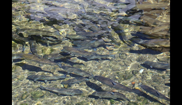 Analyse de biomarqueurs moléculaires dans les truites de rivière pour la surveillance de la qualité de l'eau. (© Adobe Stock)
