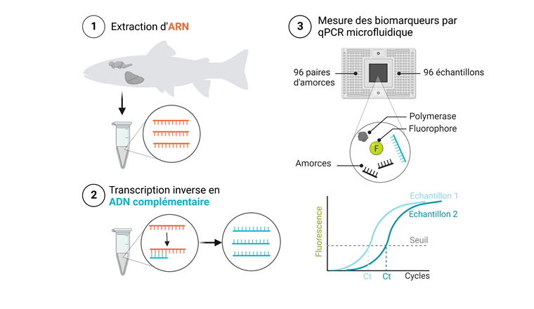 Fig. 1 Préparation des échantillons et mesure des biomarqueurs par qPCR microfluidique. 
1. L’ARN total est extrait des tissus de cerveau et de foie des truites de rivière. 
2. L’ARN messager est converti en ADN complémentaire. 
3. Les échantillons et les paires d’amorces spécifiques aux 96 biomarqueurs sont chargés sur une plaque microfluidique. Les réactions de qPCR sont mélangées dans des nanochambres au centre de cette plaque. La fluorescence émise par la réaction est enregistrée en temps réel par l’instrument Biomark HD (Fluidigm). Pour chaque échantillon, une valeur de Ct est obtenue, qui équivaut au nombre de cycles nécessaires pour détecter l’amplification du biomarqueur et permet de quantifier son expression.          	      (Adapté de [32])