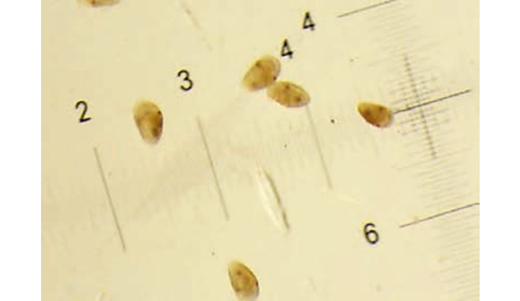 Evaluation d'un test de contact entre des sédiments et l'ostracode crustacé Heterocypris incongruens.