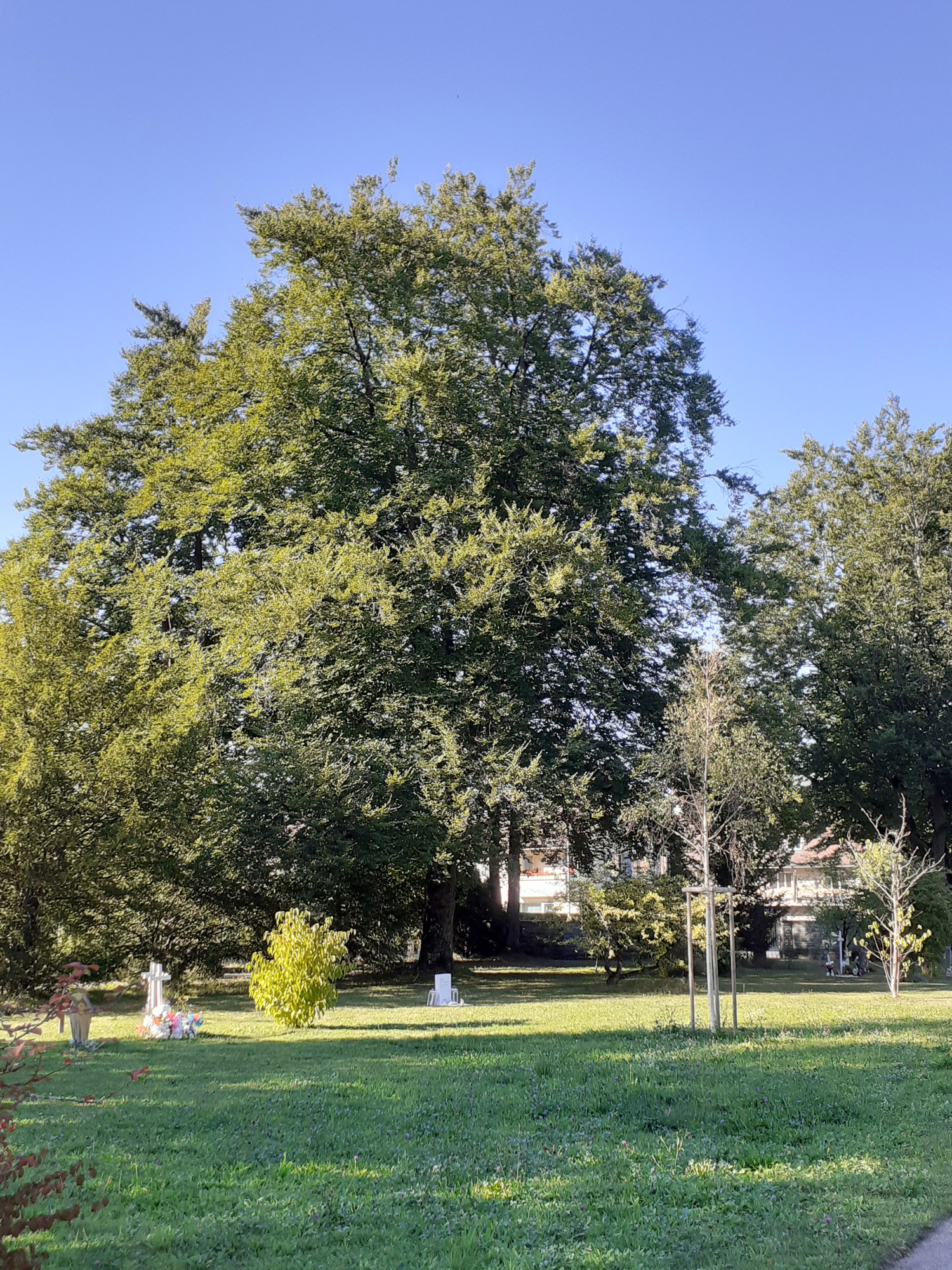 Die Stadt Genf verfolgt eine ehrgeizige Politik zur Begrünung, das Pflanzen von Bäumen ist dabei eine wichtige Massnahme. Bild: Silvia Oppliger/VSA.