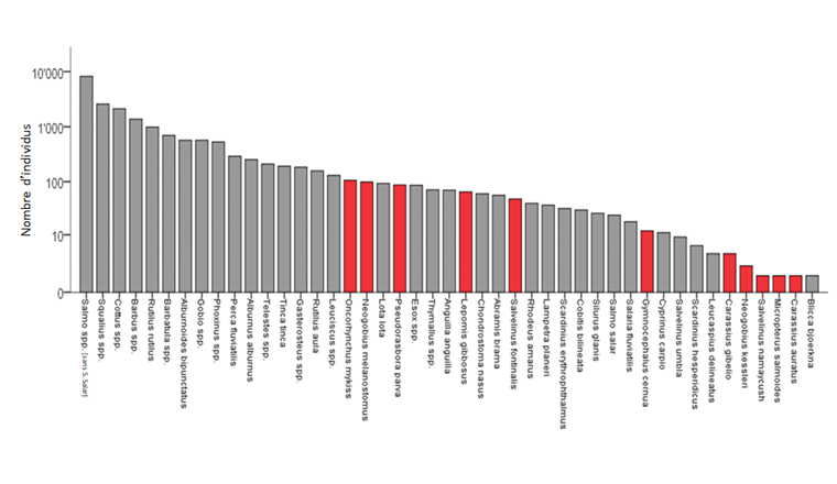 Fig. 4 Nombre de poissons des différentes espèces et groupes d'espèces capturés. L'axe des ordonnées est à l'échelle logarithmique. Les genres dans lesquels la détermination des espèces était incertaine sont assortis de la mention «spp» et ne sont représentés qu'une fois bien que plusieurs de leurs espèces aient été capturées. Ainsi «Salmo spp. (sans S. salar)» correspond le plus souvent à Salmo trutta mais comprend aussi quelques individus des espèces rares et fortement menacées. Les néozoaires sont indiqués en rouge.