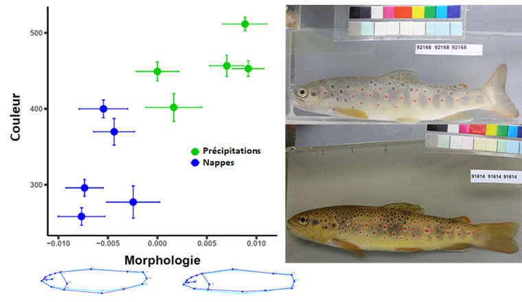 Fig. 11 Différences phénotypiques chez les truites du bassin du lac des Quatre-Cantons en fonction du type de cours d'eau (en abscisse: morphologie, en ordonnée: couleur). Plus l'indice de couleur est élevé, plus le poisson est clair. Les points indiquent la moyenne sur un site de prélèvement assortie de l'écart-type. Photos de droite: en bas, une truite issue d'un ruisseau alimenté pas les eaux souterraines («nappes» dans le graphique) et en haut, une truite issue d'un ruisseau alimenté pas les eaux de surface («précipitations»).