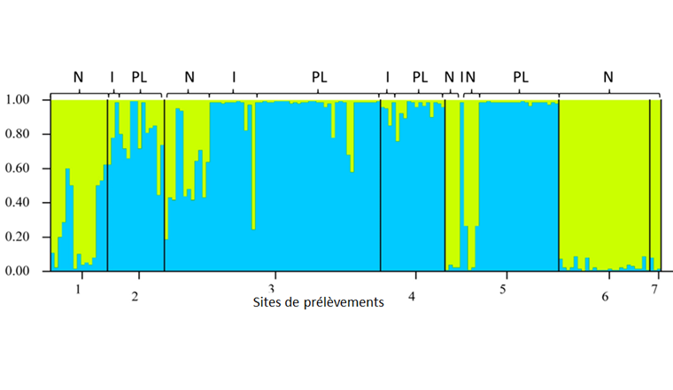 Fig. 13 Analyse structure génétique de la population de truites. Les chiffres 1-7 correspondent aux sites de prélèvement indiqués à la figure 12a. Chaque barre verticale représente un individu. La couleur indique la probabilité d'appartenance au profil génétique correspondant. Les crochets au-dessus du diagramme indiquent les phénotypes: N = normal, I = intermédiaire, PL = sans points. Le site 5 (Corrençon) a été aleviné avec des truites sans points de la Bioleyre.