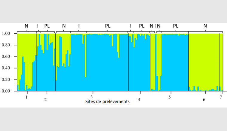 Fig. 13 Analyse structure génétique de la population de truites. Les chiffres 1-7 correspondent aux sites de prélèvement indiqués à la figure 12a. Chaque barre verticale représente un individu. La couleur indique la probabilité d'appartenance au profil génétique correspondant. Les crochets au-dessus du diagramme indiquent les phénotypes: N = normal, I = intermédiaire, PL = sans points. Le site 5 (Corrençon) a été aleviné avec des truites sans points de la Bioleyre.