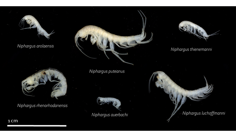 Exemples d’amphipodes trouvés dans les eaux souterraines. Ils sont tous adaptés à la vie dans l’obscurité et sont donc incolores et dépourvus d’yeux. Ils comptent parmi les plus grands organismes vivant dans les eaux souterraines. (Photo: Eawag)