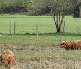 Die vernässten Flächen können auch weiterhin genutzt werden können, zum Beispiel durch Schottische Hochlandrinder (Foto) oder Wasserbüffel. Foto: P. Sicher/VSA
