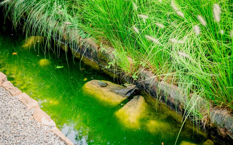 La diversità di flora e fauna rimane sotto pressione