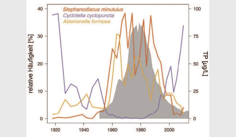 Entwicklung der relativen Häufigkeit von drei Diatomeenarten (Stephanodiscus minutulus, Asterionella formosa und Cyclotella cyclopuncta) und der Gesamtphosphor-Konzentration (TP, graue Fläche) während der Eutrophierung und Re-Oligotrophierung des Bodensees. Daten aus [7].