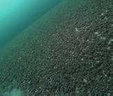 Der Vergleich mit nordamerikanischen Seen zeigt, dass sich auch unsere voralpinen Seen grundlegend verändern könnten. (Titelbild: Genfersee; © Eawag BIS) Der Vergleich mit nordamerikanischen Seen zeigt, dass sich auch unsere voralpinen Seen grundlegend verändern könnten. (Titelbild: Genfersee; © Eawag BIS)