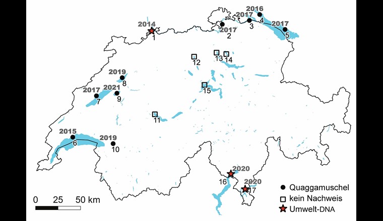 Fig. 1 Aktuelle bestätigte Verbreitung der Quaggamuschel in Schweizer Seen (gefüllte Punkte) und Seen, in denen keine Quaggamuscheln gefunden wurden (leere Quadrate). Die Jahreszahlen neben den Symbolen geben das Jahr der Erstentdeckung an. Seen ohne Symbole wurden nicht beprobt (Karte: Bundesamt für Landestopografie). Die Zahlen bezeichnen die Seen und die Probenahmestellen: 1: Rhein, Basel; 2: Rhein, Rheinau; 3: Unterer Bodensee, Stein am Rhein; 4: Überlinger See, Wallhausen; 5: Oberer Bodensee, Langenargen; 6: Genfersee; 7: Neuenburgersee; 8: Bielersee; 9: Murtensee; 10: Lac Hongrin; 11: Thunersee; 12: Hallwilersee; 13: Zürichsee, Limmat; 14: Greifensee; 15: Vierwaldstättersee; 16: Lago Maggiore; 17: Luganer See (überarbeitet von [4]).