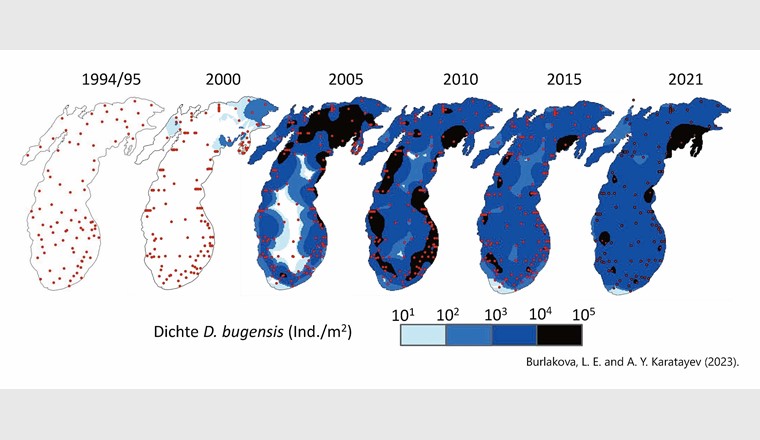 Fig. 3 Dichte (Anzahl pro m2) von Quaggamuscheln im Michigansee auf der Grundlage von seeweiten Erhebungen in den Jahren 1994/1995, 2000, 2005, 2010, 2015 und 2021. Kleine rote Punkte zeigen die Standorte der Probenahmestellen an (aus: [12]).