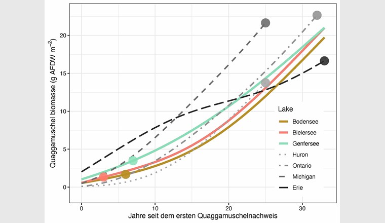 Fig. 5 Die potenzielle Zukunft der Quaggamuschel-Populationen in drei Schweizer Seen (Bodensee, Bielersee und Genfersee) im Vergleich mit vier nordamerikanischen Seen. Die vorhergesagte Biomasse der Quaggamuscheln pro Quadratmeter in jedem See über einen Zeitraum von 33 Jahren basiert auf Beobachtungen in Seebecken mit unterschiedlicher Morphometrie (See-Breite-Tiefe-Verhältnis). Jede Linie stellt den Mittelwert der vorhergesagten Biomasse an allen Standorten in jedem See dar. Die Abbildung zeigt, dass die Biomasse der Quaggamuscheln in Zukunft wahrscheinlich zunehmen wird, wobei es jedoch Unterschiede zwischen den Seebecken hinsichtlich des Ausmasses dieser Zunahme gibt [13].