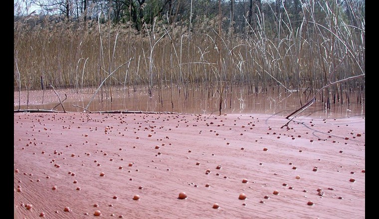 Blüte der Burgunderblutalge, hier auf dem Hallwilersee. (Bild: ©Eawag, Sabine Flury)