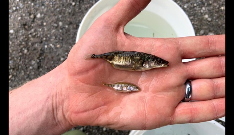 So unterschiedlich können Stichlinge im Bodensee sein. Beides sind adulte Weibchen. Oben eines aus dem freien Wasser im See, unten eines aus einem kleinen Zufluss. (Bild: ©Eawag, Cameron Hudson)