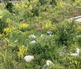 Biodiversität auf Dachterasse des Kantonsspital Uri.
Foto Paul Sicher/VSA