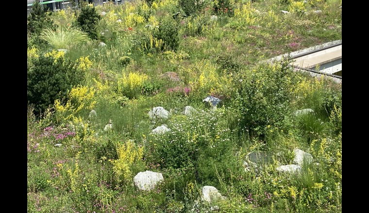 Biodiversität auf Dachterasse des Kantonsspital Uri.
Foto Paul Sicher/VSA