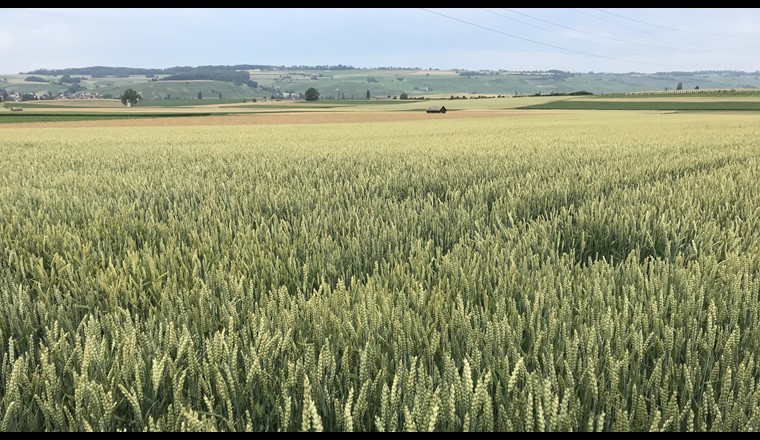 Grundwasser für die Landwirtschaft
als Anpassung an den Klimawandel